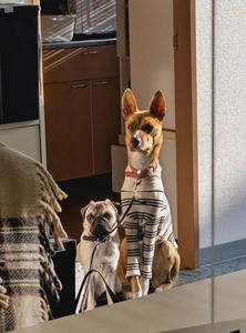 会社お馴染みわんこたち